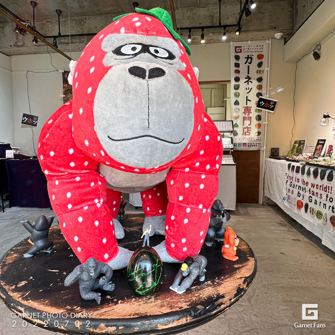 福岡薬院ゴリラの会場であまゴリ君にも会いに来てね！！ - ガーネット